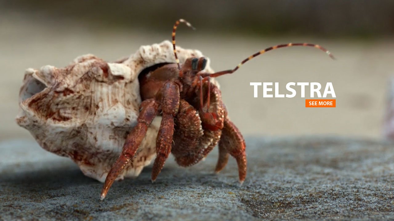 TELSTRA | 3D Character Animator